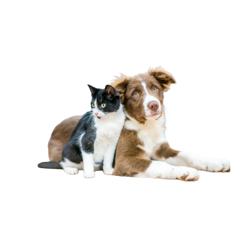 Pets icon